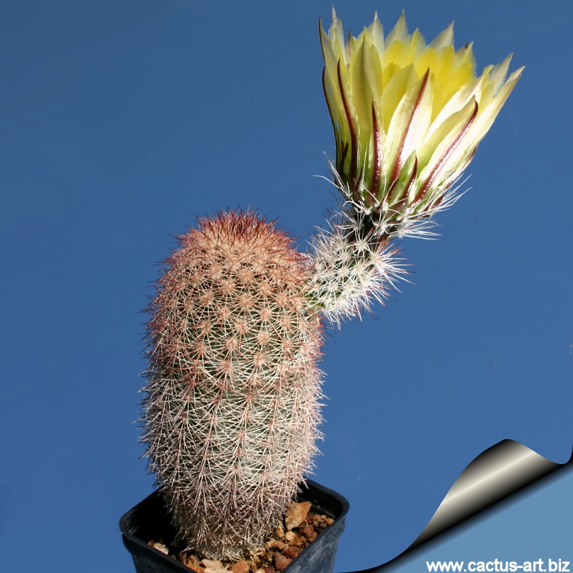 Echinocereus_dasyacanthus_side_810.jpg
