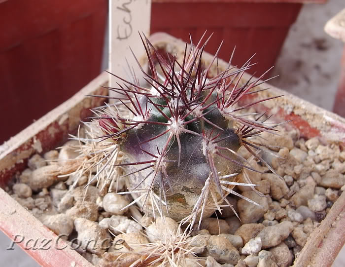 echinocereus_davisii.jpg
