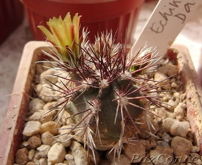 Echinocereus_davisii1a.jpg