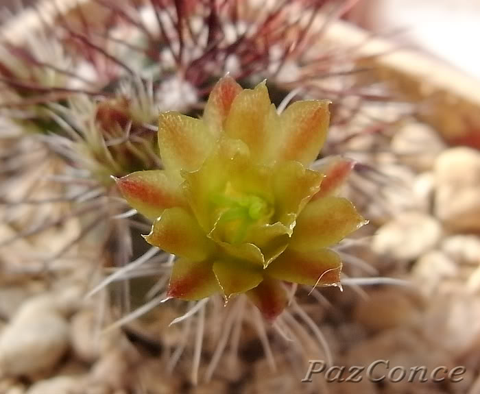 Echinocereus_davisii1b.jpg