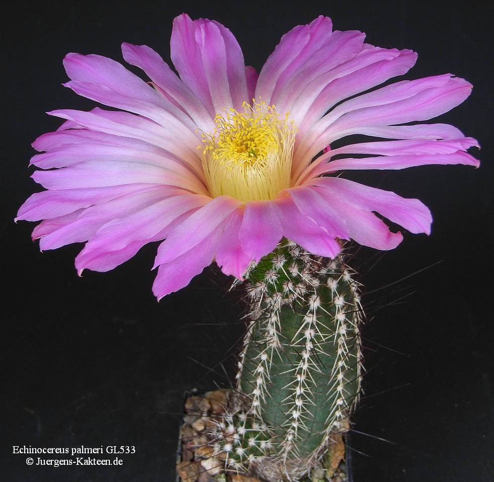 Echinocereus_palmeri_GL533.jpg
