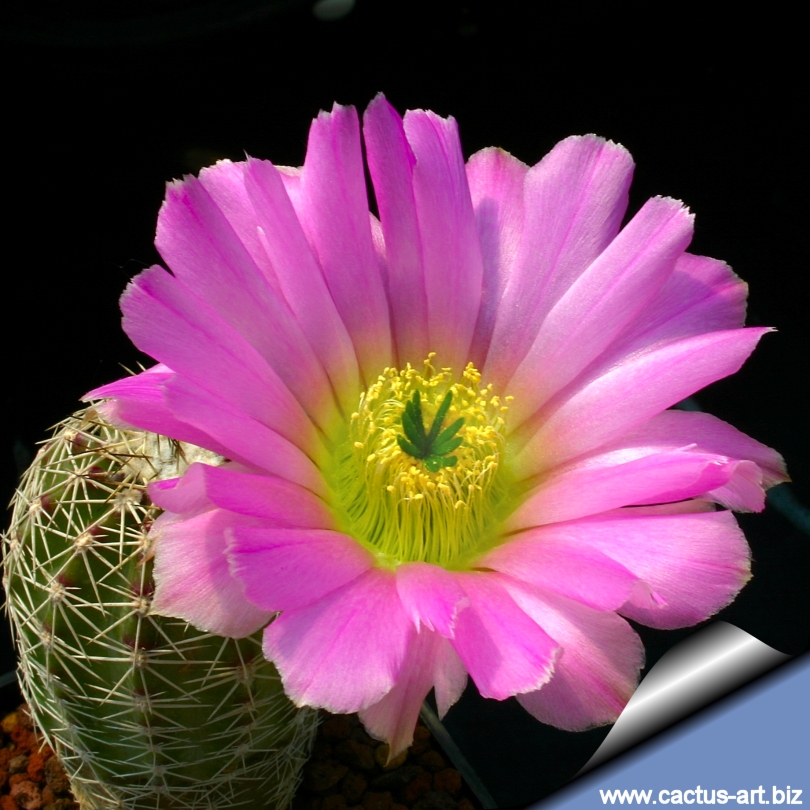 Echinocereus_panamesiorum_2nd_810.jpg
