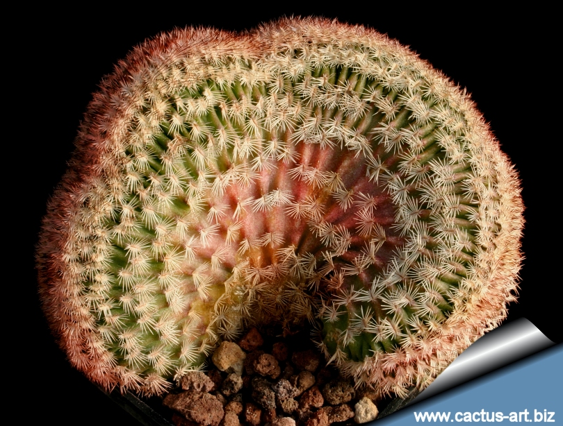 Echinocereus_pectinatus_cristata_810.jpg