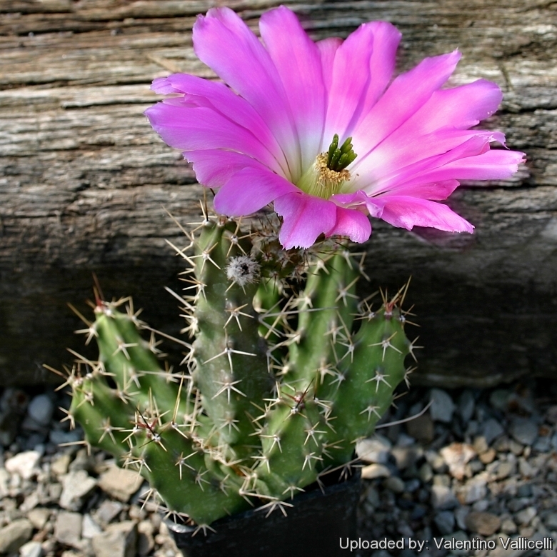 Echinocereus_pentalophus_subs._procumbens_14214_l.jpg