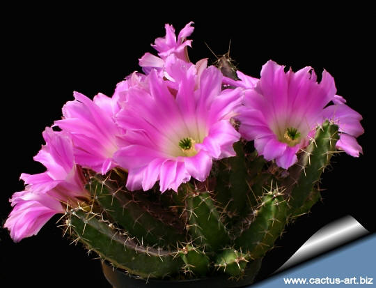 Echinocereus_pentalopus_side_540.jpg