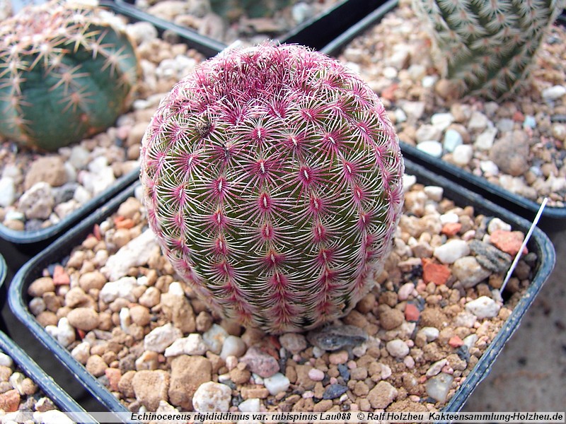 Echinocereus_rigidissimus_var._rubispinus_Lau088_00.jpg
