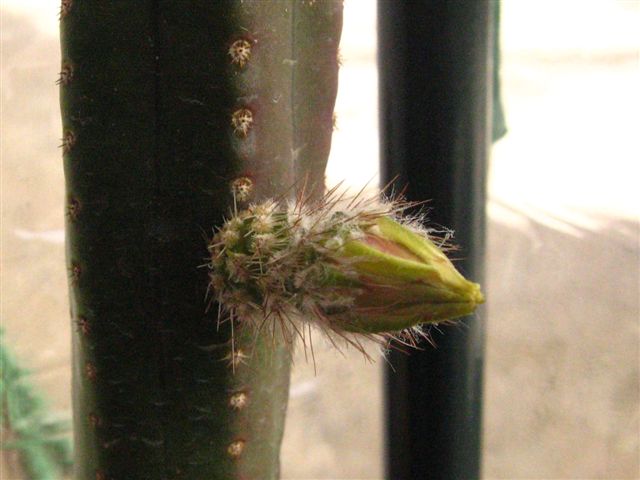 Echinocereus_scheeri_ssp_gentryi_0499.JPG
