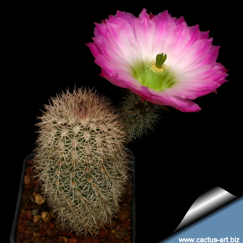 Echinocereus_scopulorum_810.jpg