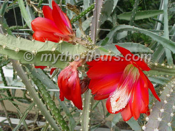 echinocereus_splendens_meise.jpg