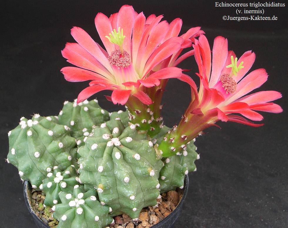 echinocereus_triglochidiatus_inermis.jpg