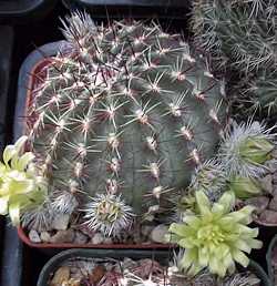 Echinocereus_viridiflorus2.jpg