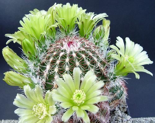 Echinocereus_viridiflorus_PP776_Cibola.jpg