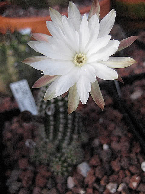 Echinocereusakersii.jpg