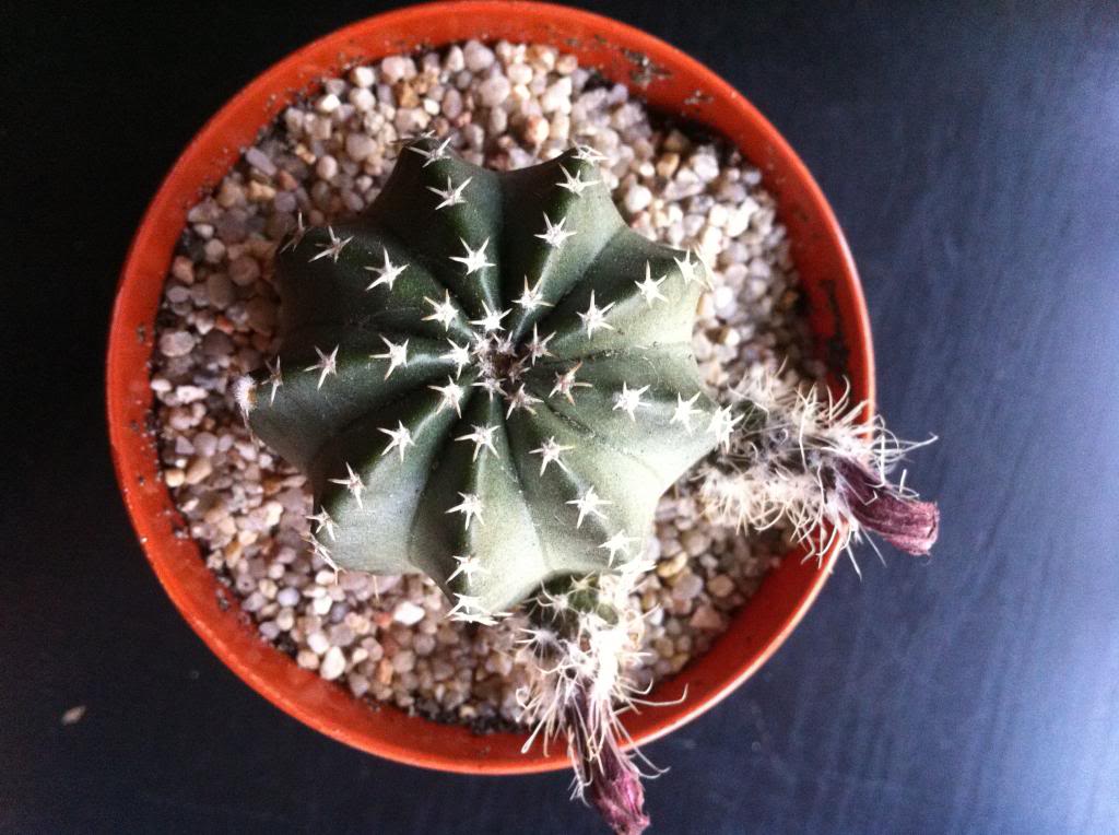 echinocereusamoenushibrido_zps98424c20.jpg