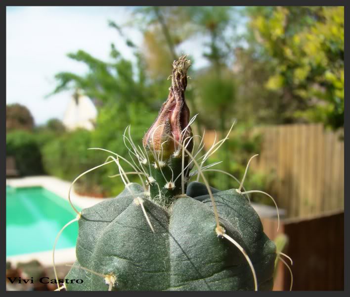 Echinocereusknippelianus6.jpg