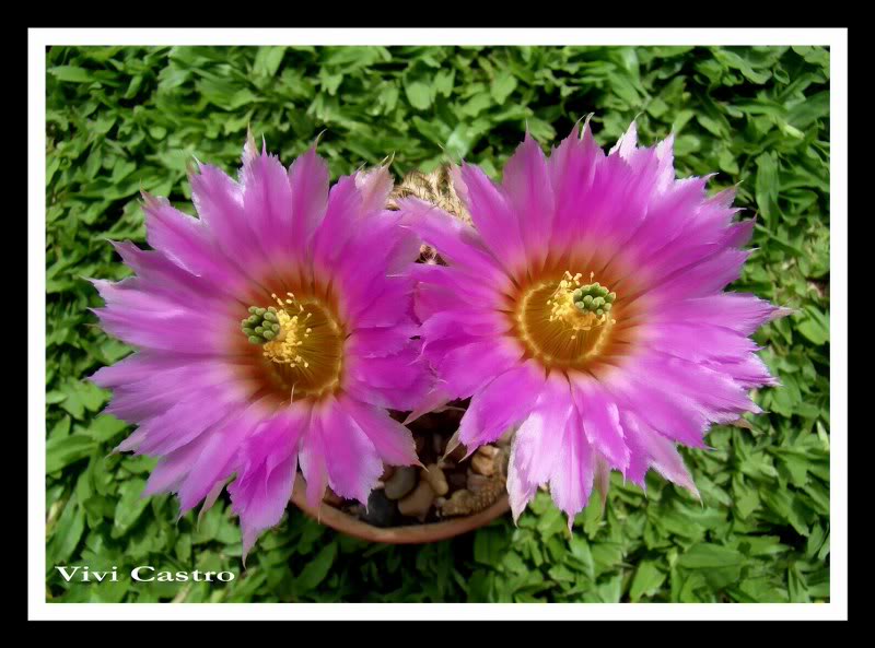 Echinocereuspectinatus2011.jpg