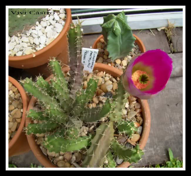 Echinocereuspentalophus-1.jpg