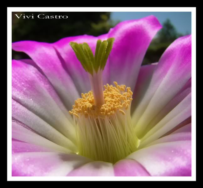 Echinocereuspentalophus10.jpg