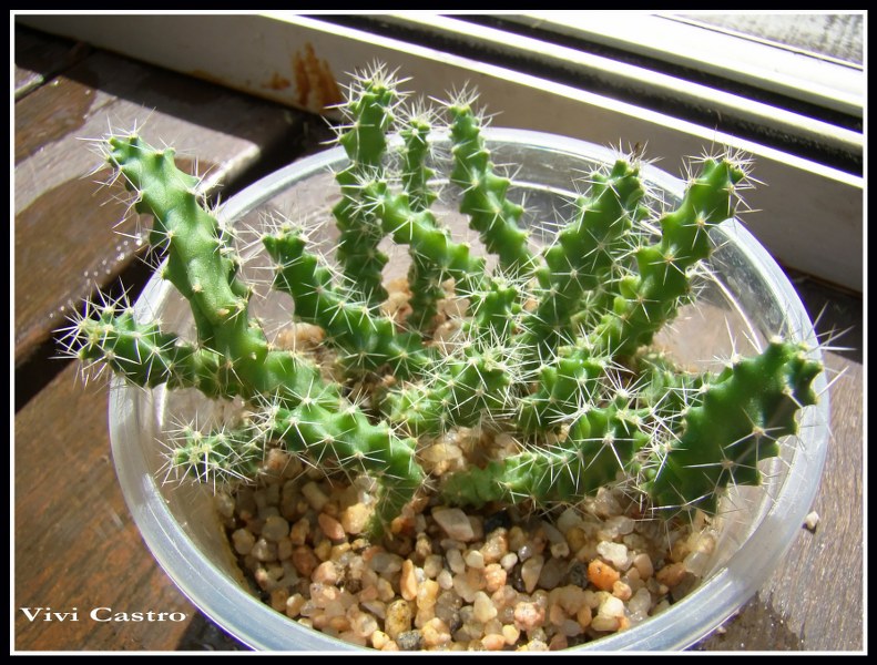 Echinocereuspentalophus20-10-2010.jpg