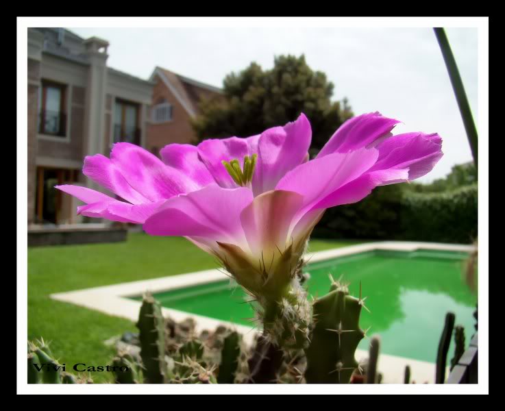 Echinocereuspentalophus5.jpg