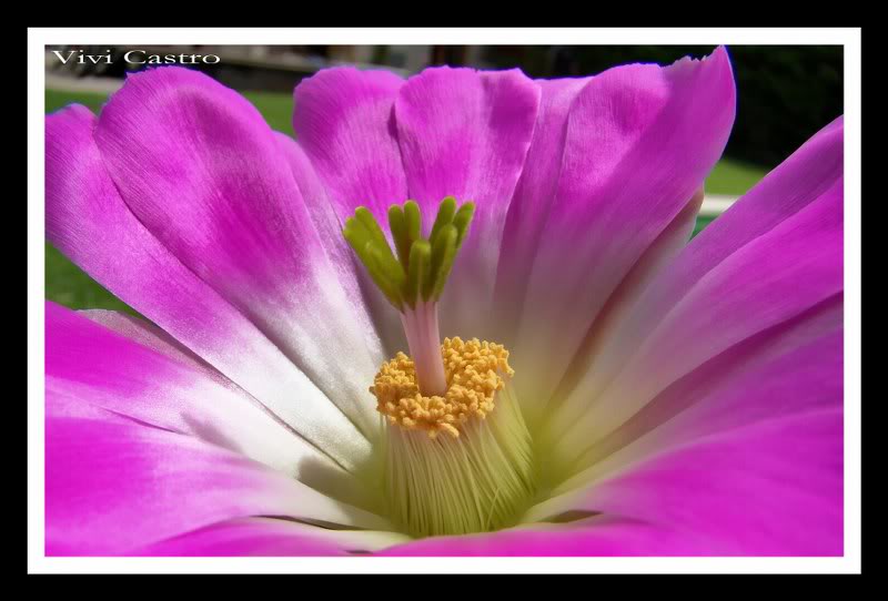Echinocereuspentalophus6.jpg