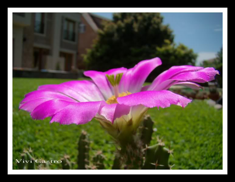 Echinocereuspentalophus9.jpg