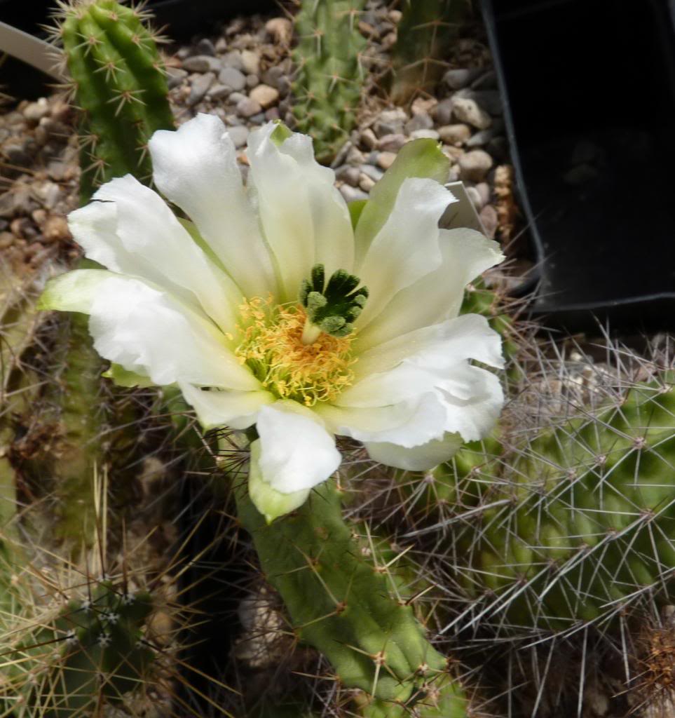 Echinocereuspenthalophusalbiflorus02_zps4b6d91c3.jpg