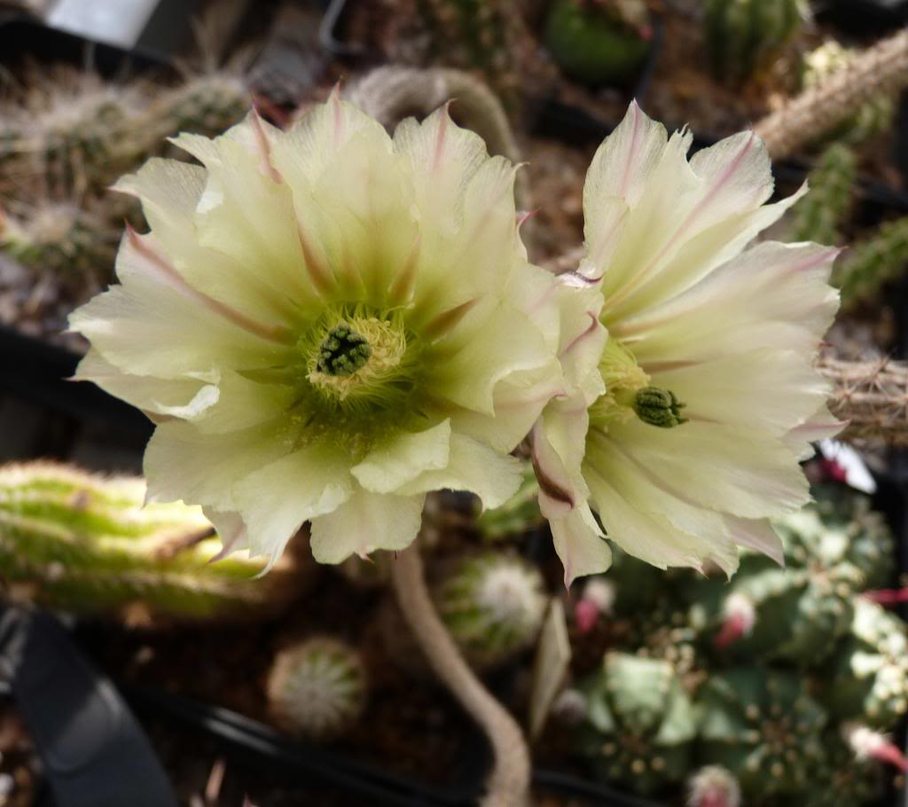 Echinocereusposelgueriialbidiflorus04_zpsc87ed715.jpg