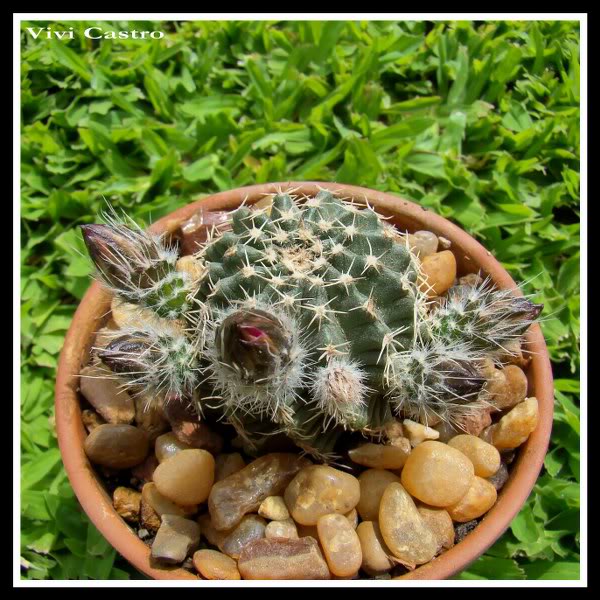 Echinocereuspulchellus.jpg