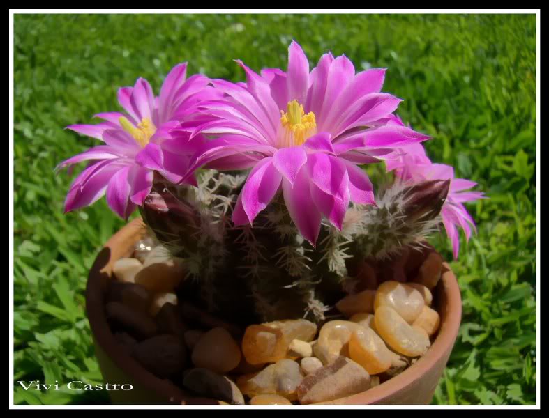 Echinocereuspulchellus2.jpg