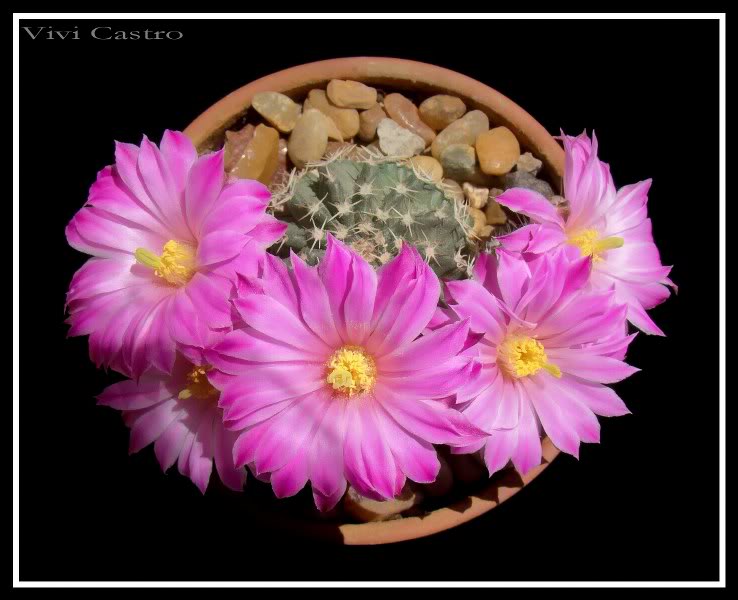 Echinocereuspulchellus7.jpg