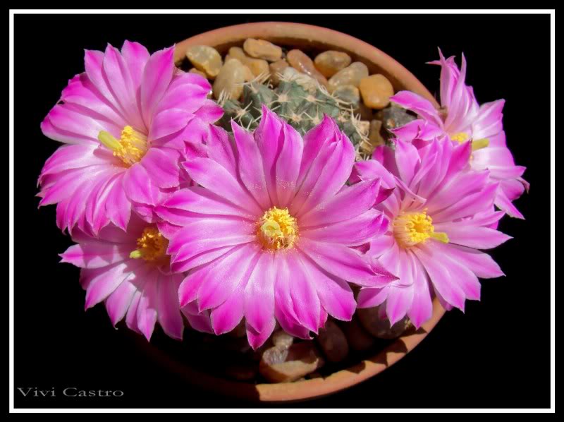 Echinocereuspulchellus8.jpg