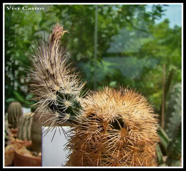 Echinocereusreichenbachii-fruto.jpg