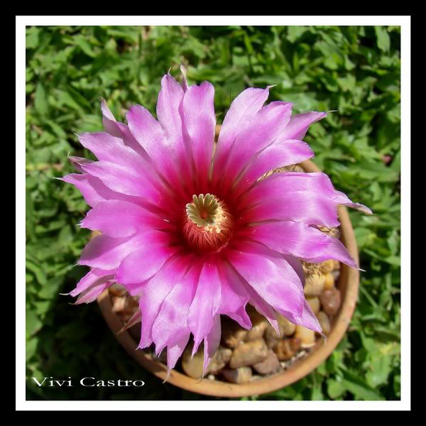 Echinocereusreichenbachii2.jpg