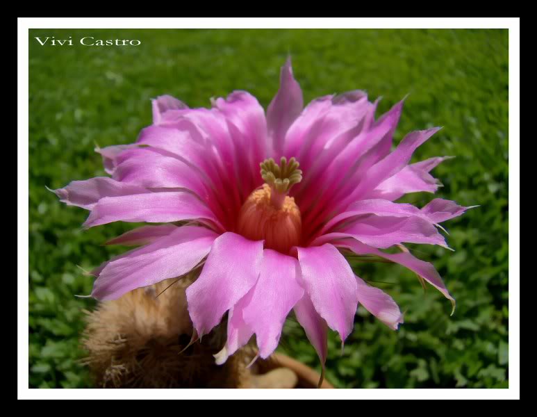 Echinocereusreichenbachii5.jpg