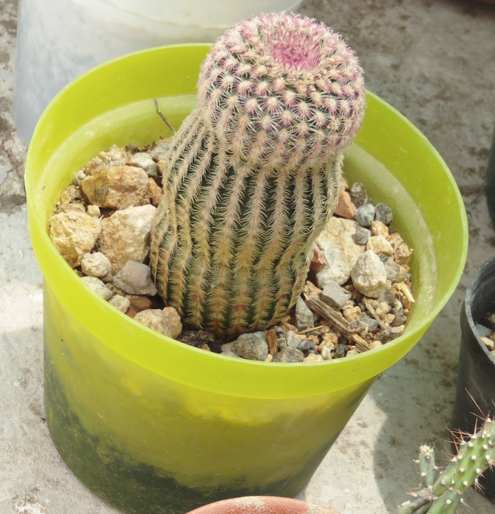 echinocereusrigidisimusrubispinus.jpg
