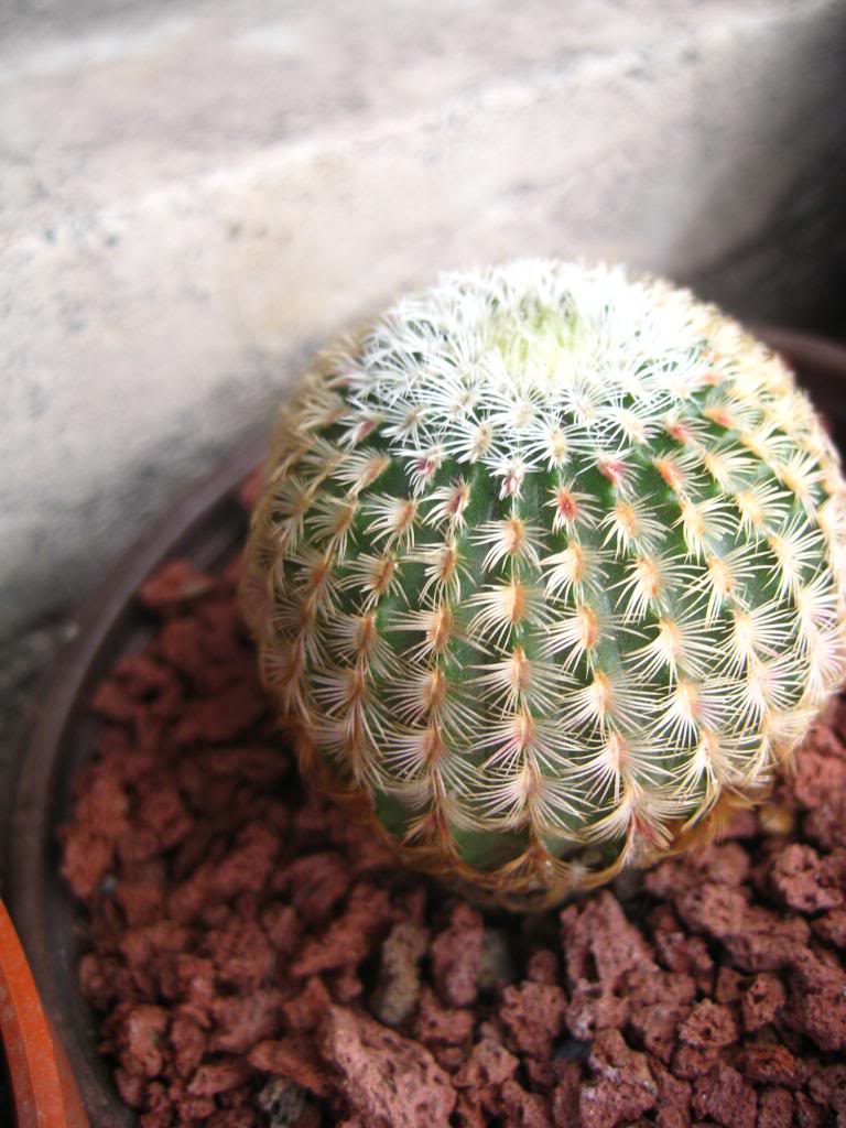 echinocereusrigidissimus.jpg