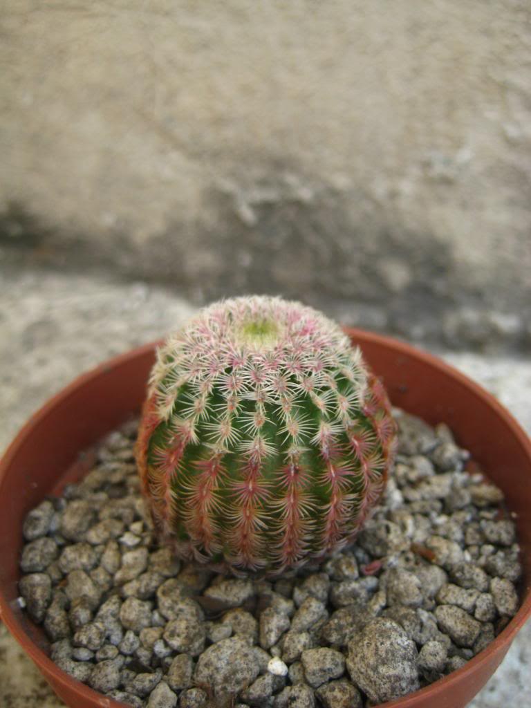 echinocereusrigidissimus2.jpg