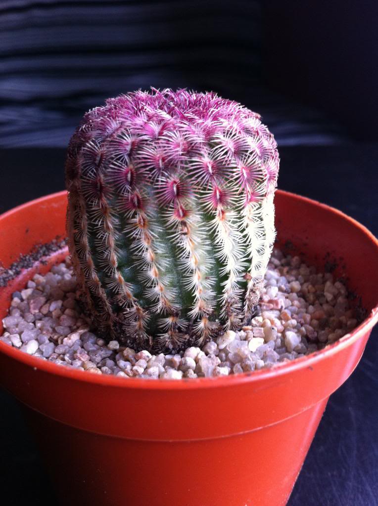 echinocereusrigidissimusvarrubrispinus2_zps2774282c.jpg