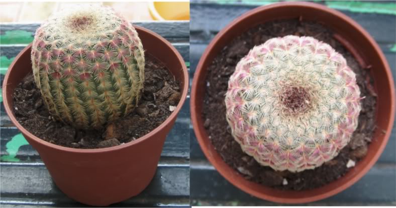 echinocereusrubispinus.jpg
