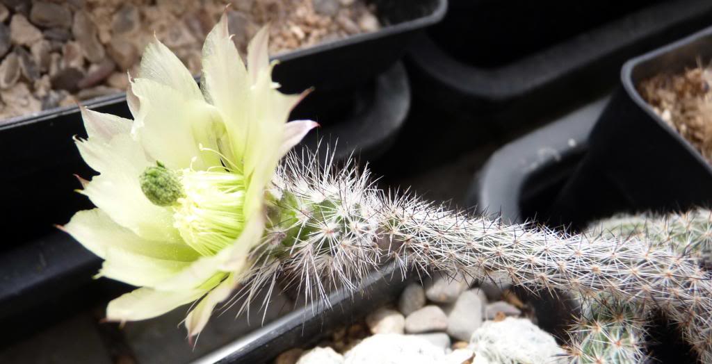 Echinocereusschmollii03_zpsf29a89c6.jpg