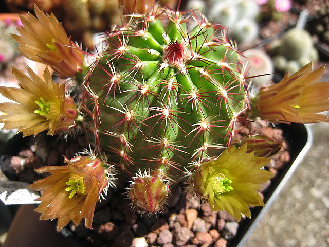 Echinocereusviridiflorus.jpg