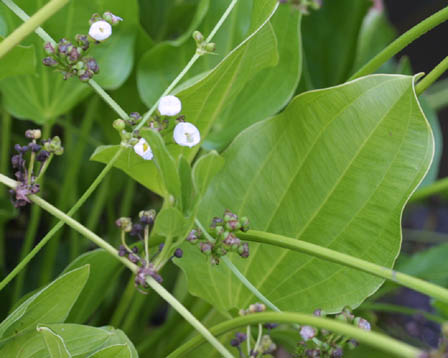 Echinodorus-grandiflorus.jpe