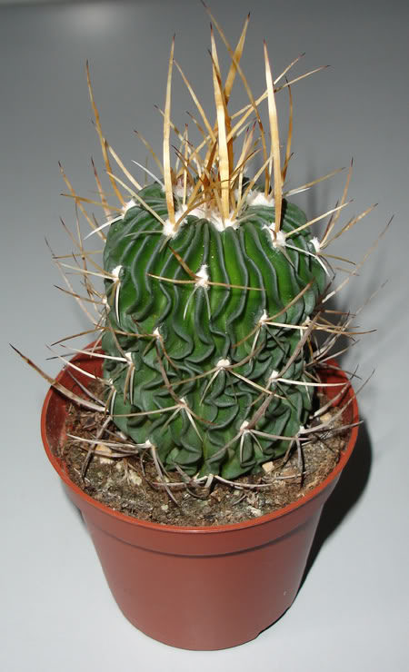 echinofossulocactusoustenocactussp0.jpg