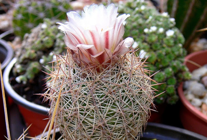 Echinomastus%252520intertextus%252520carrizalensis.jpg