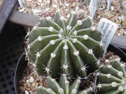Echinop_eyriesiiSucc170.jpg
