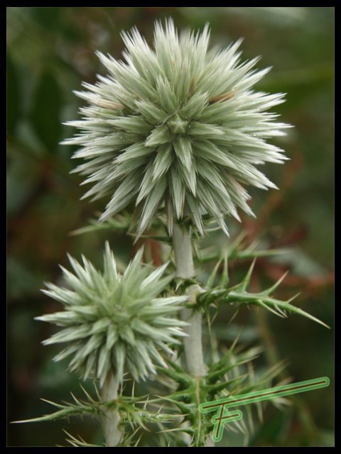 Echinops%20ritro%2001.jpg