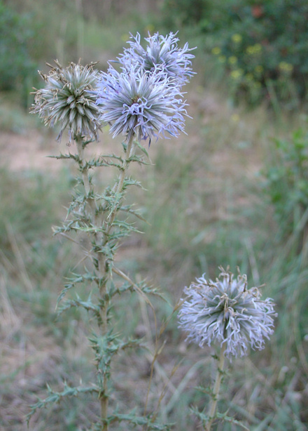 Echinops.jpg