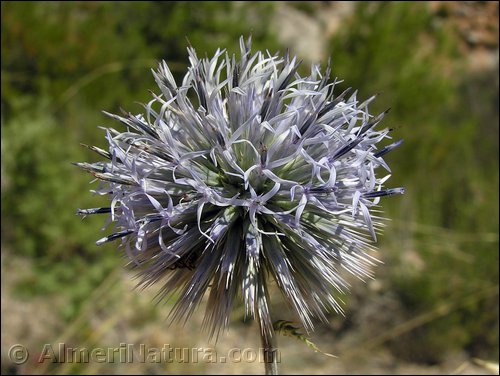 echinops-ritro.jpg