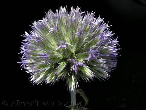 echinops-strigosus.jpg